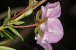 Hairy laurel <BR>Hairy wicky